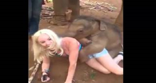 funny ‪Baby Elephant Fucking Blonde Girl‬‏