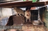 Humane Society International  Rescue 200 Dogs Prepared to make meat In South Korea And China